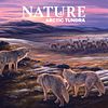 Nature: Arctic Tundra