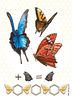 Dust in the Wings: Inuit Promo Card