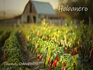 Habanero